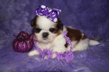 Top Quality Kc Beautiful Beautiful Shih Tzu Puppies text us (onellabetilla@gmail.com)