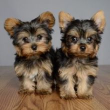 Yorkshire terrier available now text us (onellabetilla@gmail.com)