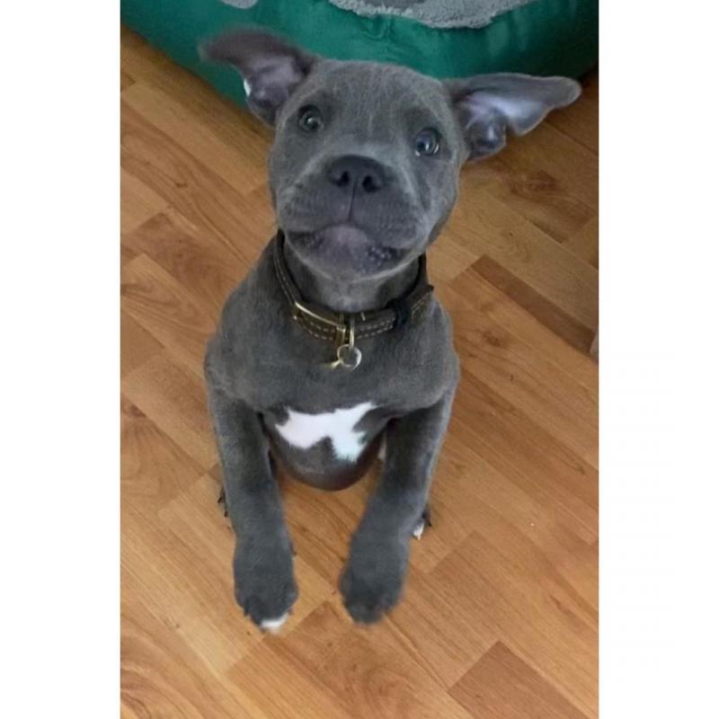 cute and adorable American blue nose pit-bull for adoption Image eClassifieds4u