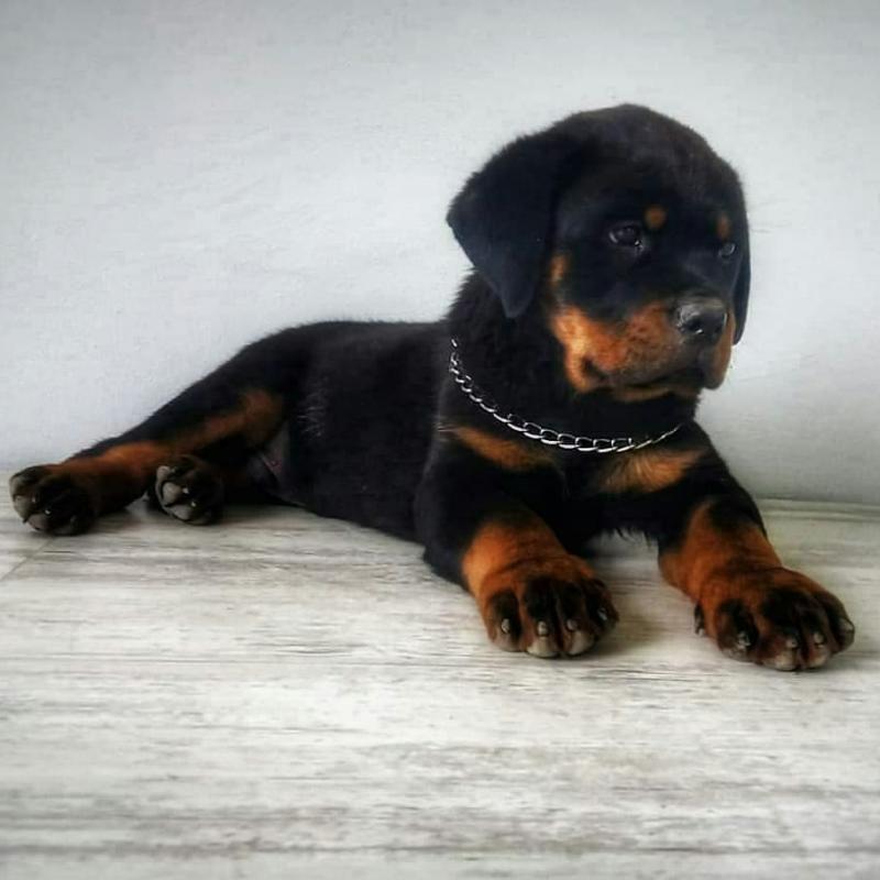 cute rottweiller puppies for adoption Image eClassifieds4u