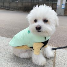 beautiful maltese for free adoption Image eClassifieds4U