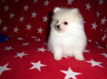 Beautiful Pomeranian puppies text us (onellabetilla@gmail.com) Image eClassifieds4U