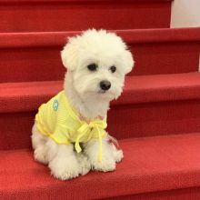 lovely maltese puppies for free adoption Image eClassifieds4U
