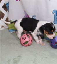 pretty beagle for free adoption Image eClassifieds4U