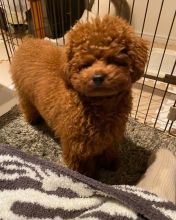 Sweet toypoodle puppies for adoption Image eClassifieds4U