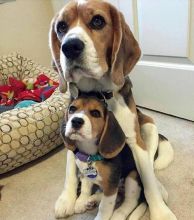 we have two lovely adorable Beagle puppies text us (onellabetilla@gmail.com) Image eClassifieds4U