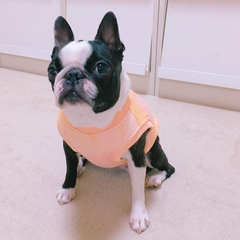 Nice and good looking boston teerier puppies for adoption Image eClassifieds4u