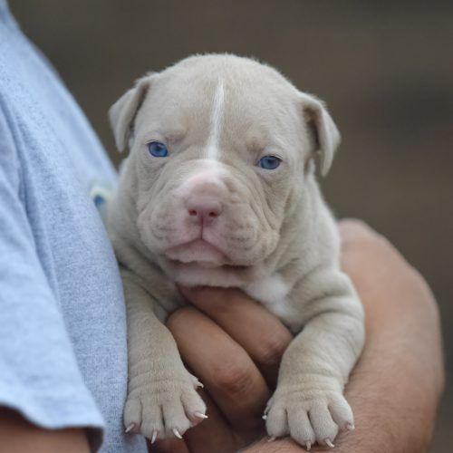 Pit Bull puppies Male and Female Puppies available text us (onellabetilla@gmail.com) Image eClassifieds4u