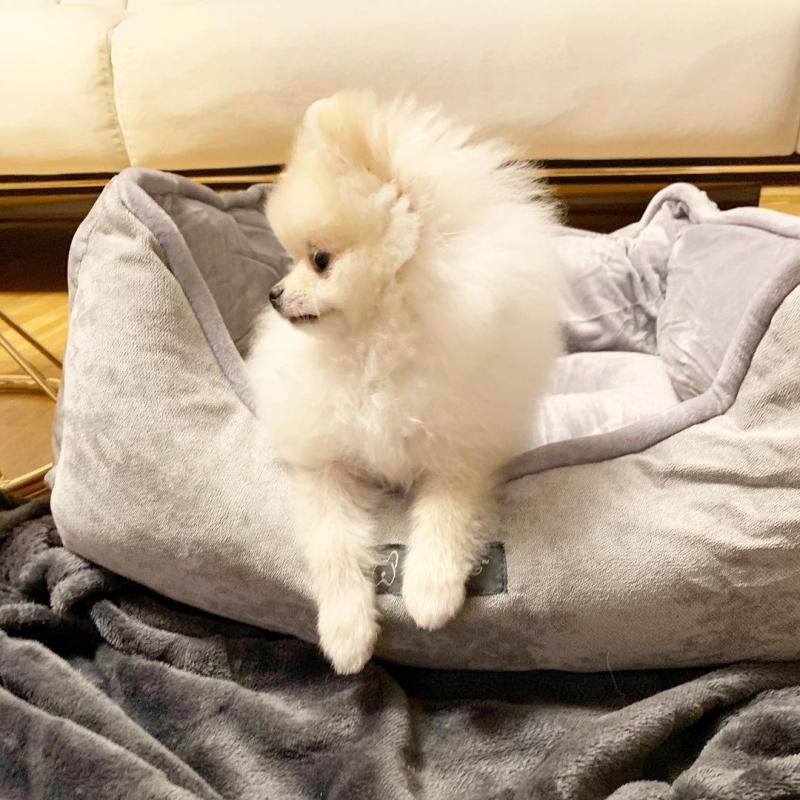 smart teacup pomeranian puppies for adoption, Image eClassifieds4u