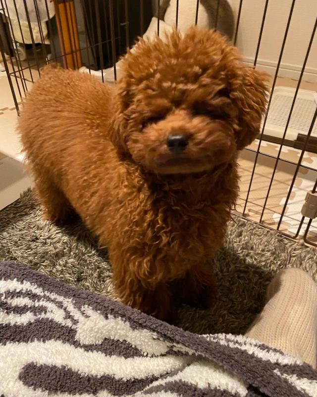 Sweet toypoodle puppies for adoption Image eClassifieds4u