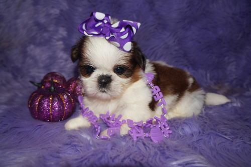 Top Quality Kc Beautiful Beautiful Shih Tzu Puppies text us (onellabetilla@gmail.com) Image eClassifieds4u