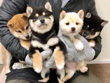Male and female shiba Inu puppies available