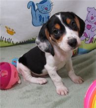 pretty beagle for free adoption