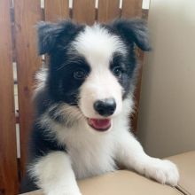 pretty border collie puppies for adoption