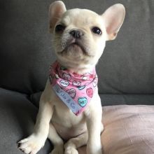 pretty french bulldog for free adoption