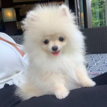 pretty pomeranian puppies for free adoption