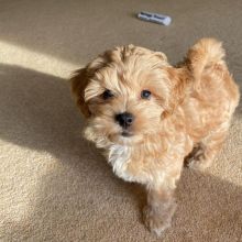 Smart maltipoo puppies for adoption.