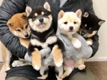 Adorable Male and female shiba Inu puppies available for adoption Image eClassifieds4U