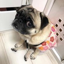 Fine looking pug for free adoption. Image eClassifieds4u 1