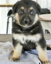 Quality Pure Breed German Shepherd puppies for Adoption Image eClassifieds4U