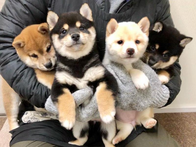 Male and female shiba Inu puppies available Image eClassifieds4u