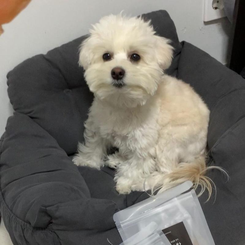 pretty maltese for free adoption Image eClassifieds4u