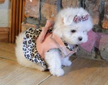 Adorable outstanding Maltese puppies.text us (onellabetilla@gmail.com)