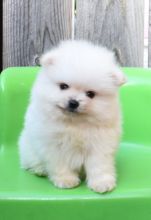 Beautiful Pomeranian puppies text us (onellabetilla@gmail.com)