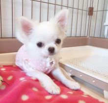 Gorgeous male and female Chihuahua puppies for adoption