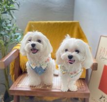 Cut loving and adorable male and female Maltese puppies for adoption