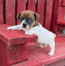 Gorgeous Jack russell puppies for sale text us (onellabetilla@gmail.com)