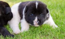 Healthy, home raised Akita pupstext us (onellabetilla@gmail.com)