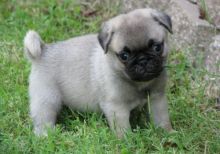 I have 2 Pug puppies.text us (onellabetilla@gmail.com)