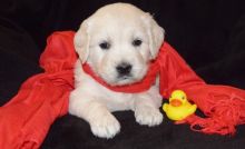 Labrador Retriever puppies for sale .text us (onellabetilla@gmail.com)