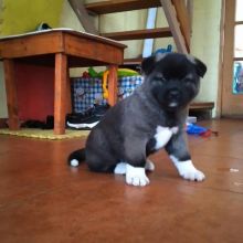 pretty akita for free adoption