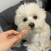 pretty maltese for free adoption