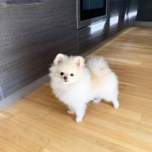 pretty pomeranian puppies for free adoption