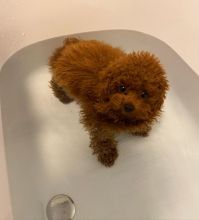 Sweet toypoodle puppies for adoption