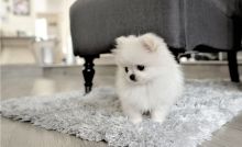 Tiny Pomeranian puppies available. Vaccinated and dewormed, potty trained and good with kids.