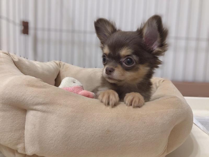 amazing chihuahua puppies for adoption Image eClassifieds4u