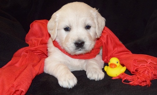 Labrador Retriever puppies for sale .text us (onellabetilla@gmail.com) Image eClassifieds4u
