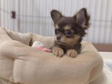 amazing chihuahua puppies for adoption Image eClassifieds4U