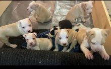 Pit Bull puppies Male and Female Puppies available text us (onellabetilla@gmail.com) Image eClassifieds4U