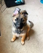 smart and available German shepherd puppies for adoption. Image eClassifieds4U