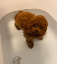 Sweet toypoodle puppies for adoption Image eClassifieds4U