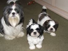 Top Quality Kc Beautiful Beautiful Shih Tzu Puppies text us (onellabetilla@gmail.com) Image eClassifieds4U