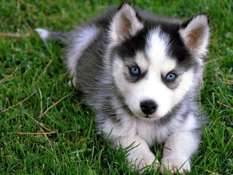 Stunning Siberian Husky Puppy For Sale text us (onellabetilla@gmail.com) Image eClassifieds4u