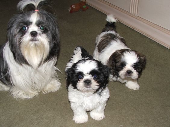 Top Quality Kc Beautiful Beautiful Shih Tzu Puppies text us (onellabetilla@gmail.com) Image eClassifieds4u