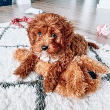 Adorable cavapoo puppies for adoption