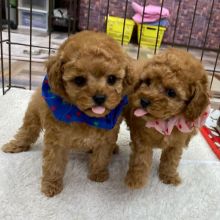 Adorable Male and female Toy Poodle puppies available for Rehoming